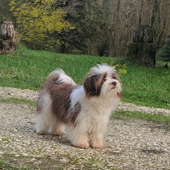 chien Bichon havanais S'kiwilie Les Havanais de la Maison de Prigailla