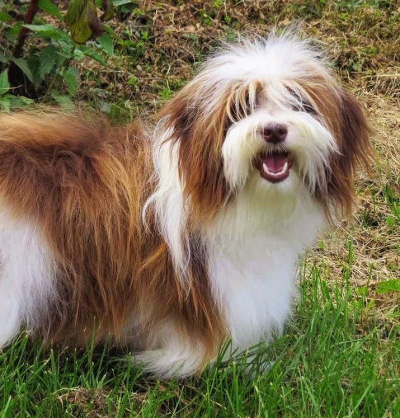 S'kiwilie Le Printemps des Olivets Femelle Bichon havanais