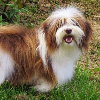 chien Bichon havanais S'kiwilie Les Havanais de la Maison de Prigailla