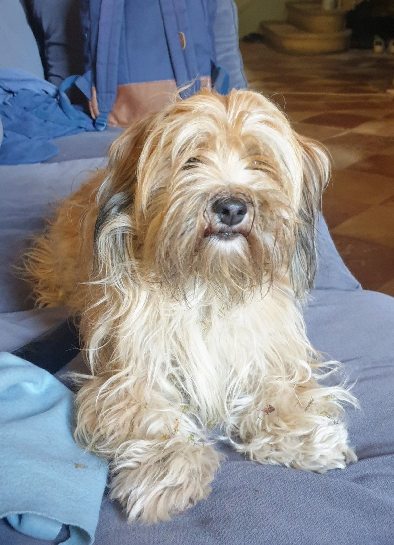 SOCRATE du buisson de la passee Mâle Bichon havanais