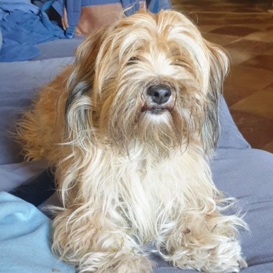 SOCRATE du buisson de la passee Mâle Bichon havanais