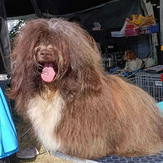 SYLVEBARBE ENTSLEADER COEUR DE MASAI Mâle Bichon havanais