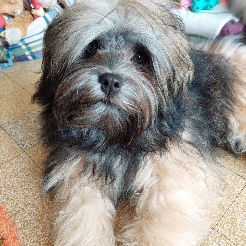 THALYNA La Maison de Prigailla Femelle Bichon havanais