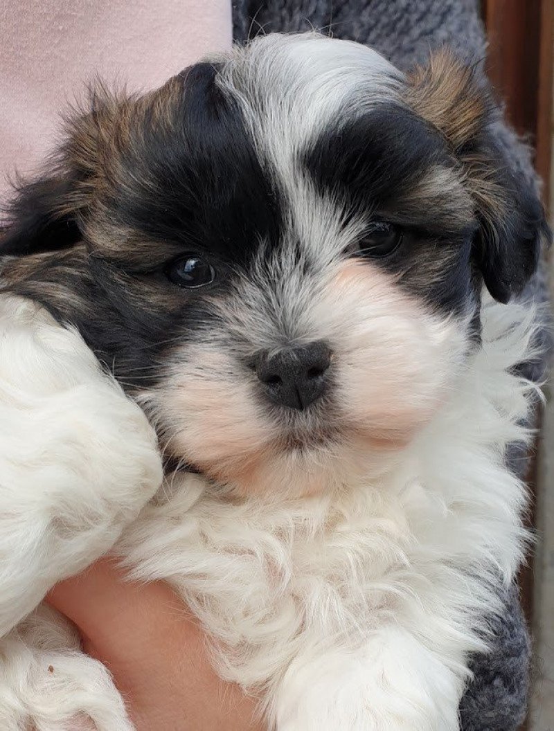 THEODORE La Maison de Prigailla Mâle Bichon havanais