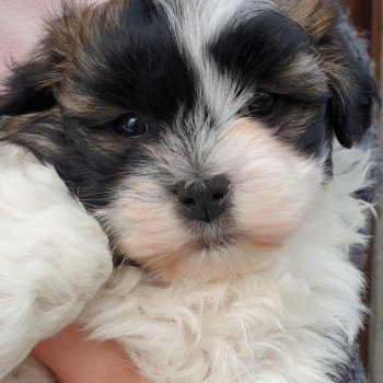 chiot Bichon havanais Fau pan Blanc THEODORE Les Havanais de la Maison de Prigailla
