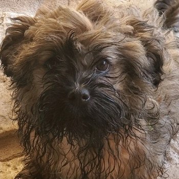 chiot Bichon havanais Tit'Chataigne Les Havanais de la Maison de Prigailla