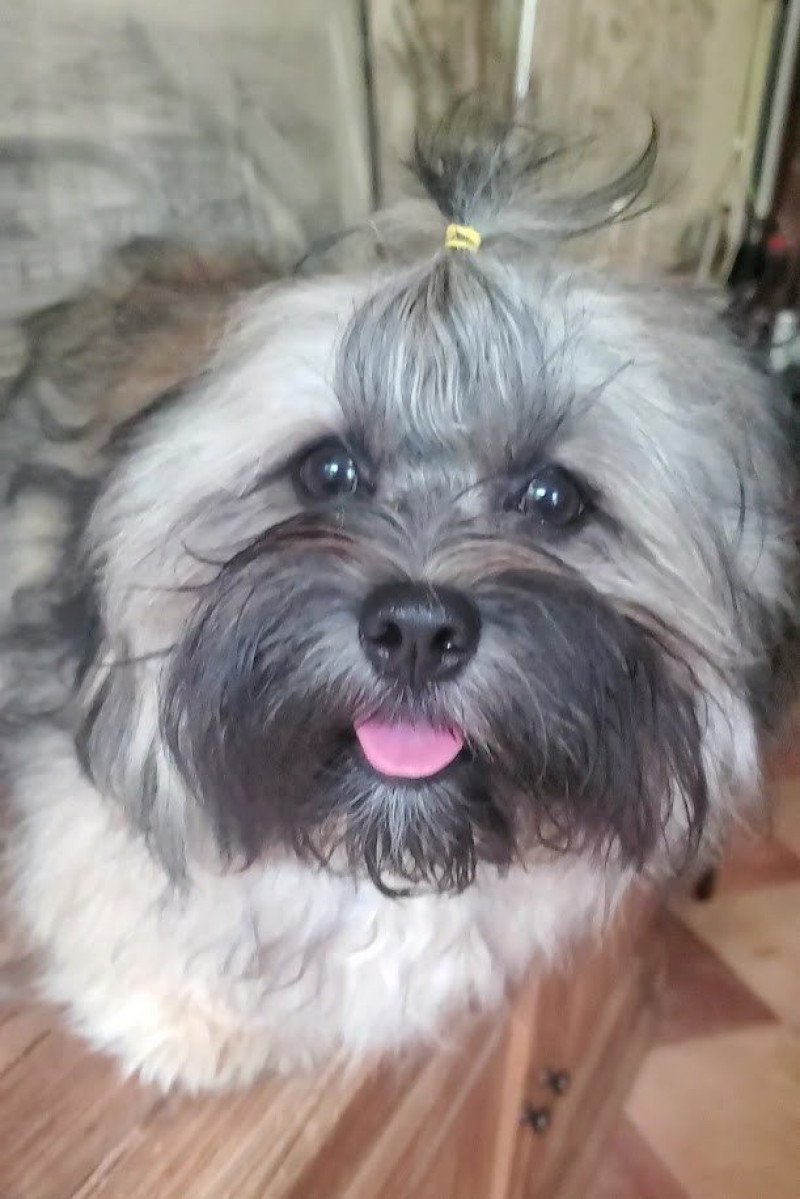 Tit'Chataigne La Maison de Prigailla Femelle Bichon havanais