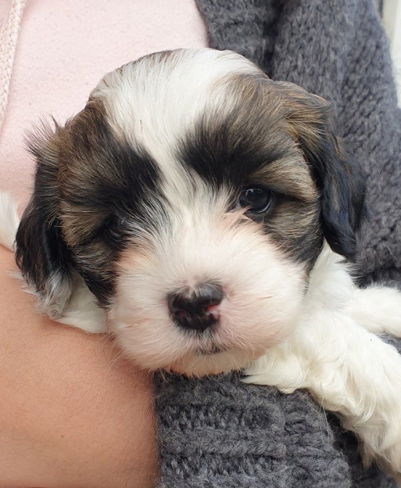 TITUS La Maison de Prigailla Mâle Bichon havanais