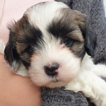 chiot Bichon havanais Fau pan Blanc TITUS Les Havanais de la Maison de Prigailla