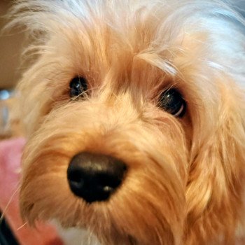 chien Bichon havanais Tracy Les Havanais de la Maison de Prigailla