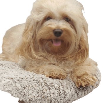 chien Bichon havanais Fauve sable Tracy Les Havanais de la Maison de Prigailla