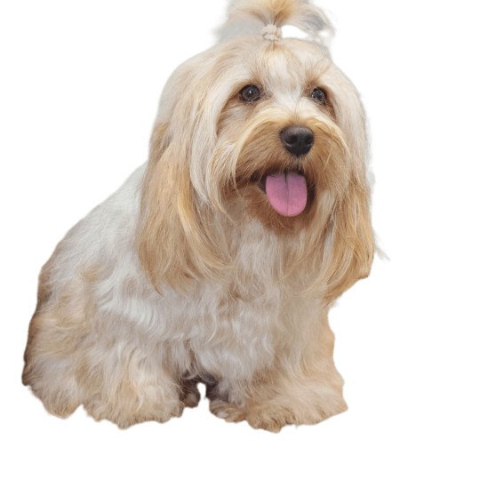 Tracy Black Snow flack Femelle Bichon havanais