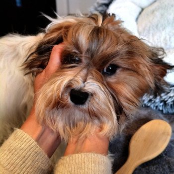 chien Bichon havanais PAN BLANC ET FAUVE CHARBONNE VINYLE Les Havanais de la Maison de Prigailla