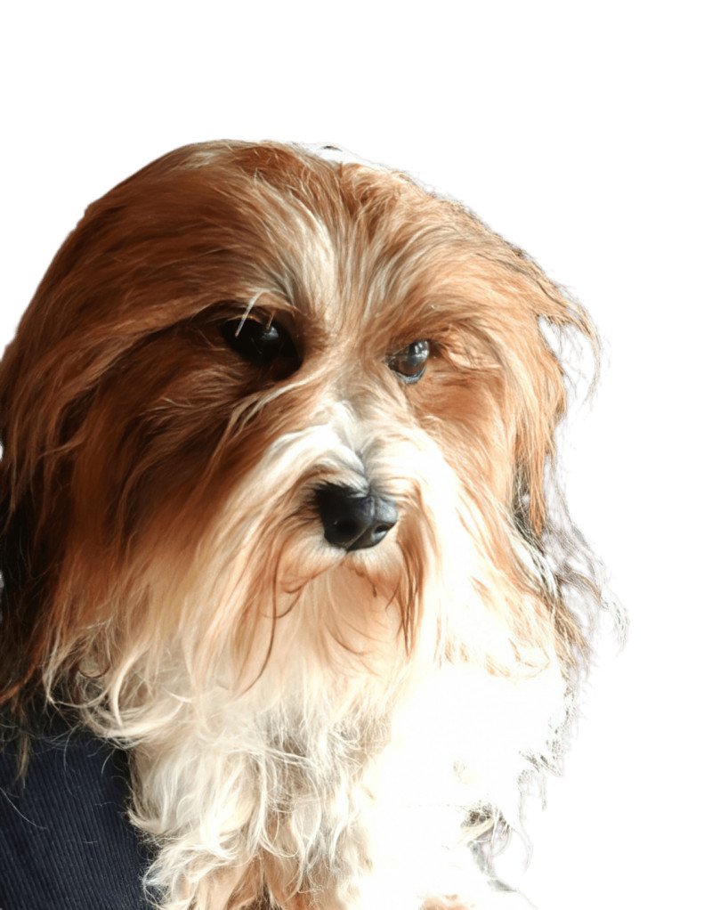 VINYLE DE LA MAISON DE PRIGAILLA La Maison de Prigailla Femelle Bichon havanais