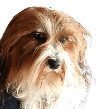 chien Bichon havanais PAN BLANC ET FAUVE ROUGE CHARBONNE VINYLE DE LA MAISON DE PRIGAILLA Les Havanais de la Maison de Prigailla