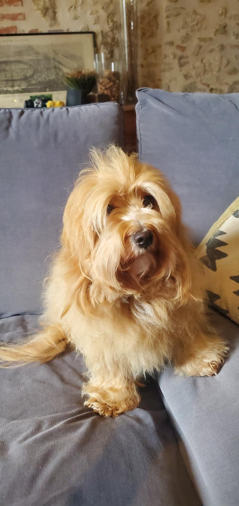 ZUZU Bohemica Land Femelle Bichon havanais