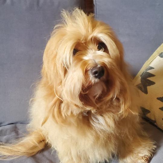 ZUZU Bohemica Land Femelle Bichon havanais