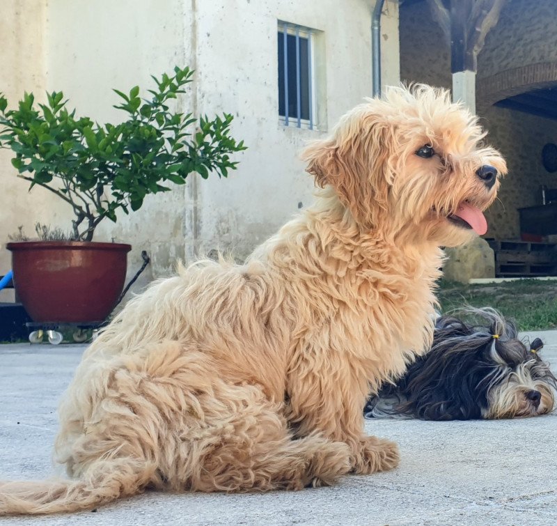 ZUZU Femelle Bichon havanais