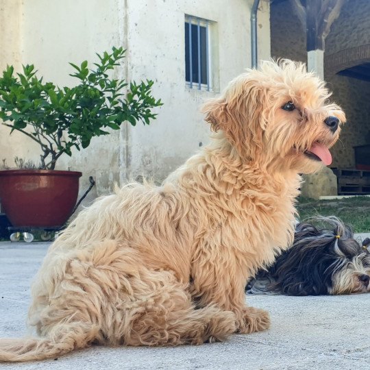 ZUZU Femelle Bichon havanais